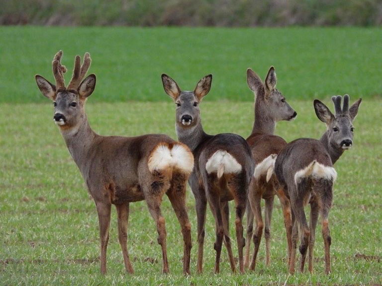 grupo de corzos de ambos sexos en una tierra castellana