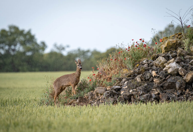 corzo español en un campo castellano